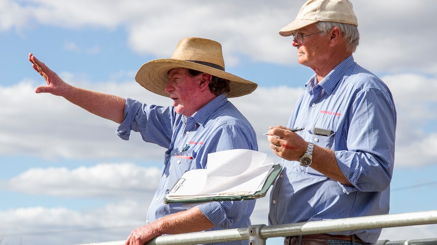 Dennis Bourke and Ross Ellis auctioning sheep at the Warwick saleyards
