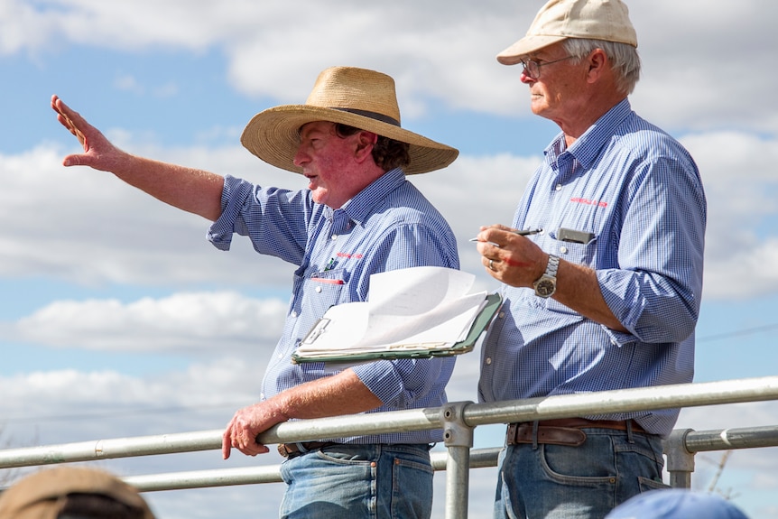 Dennis Bourke and Ross Ellis auctioning sheep at the Warwick saleyards