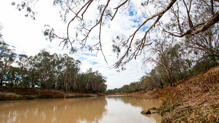Darling river's muddy water and a tree hanging over it