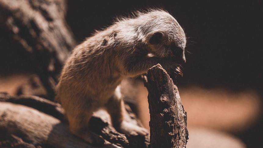 Infant meerkat at Perth zoo