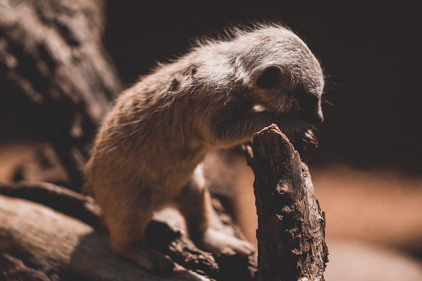 Infant meerkat at Perth zoo