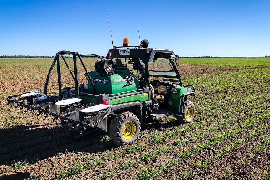 Open field with young rows of wheat growing, a ATV with a big machine on the back with sensors facing down and spray heads