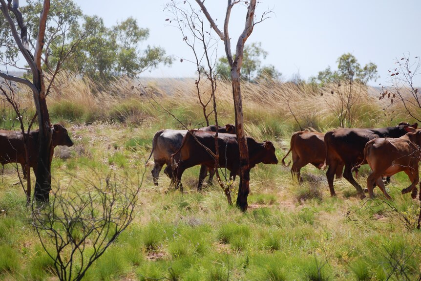 Several brown cattle walking through grassland.