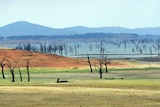 A low dam with dead trees exposed.