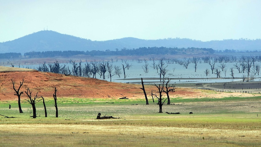 A low dam with dead trees exposed.