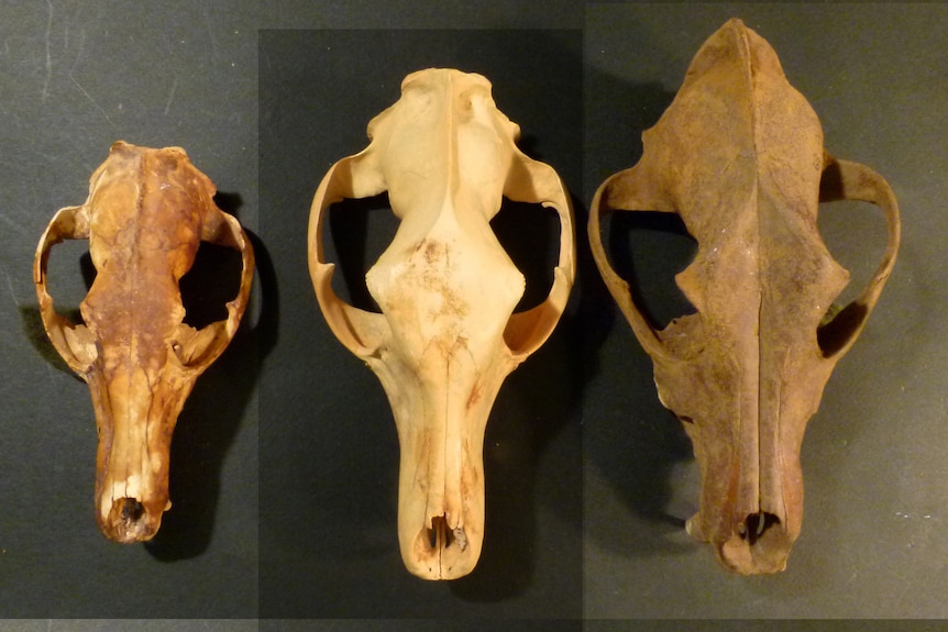 Thylacine and dingo skull samples from Western Australia