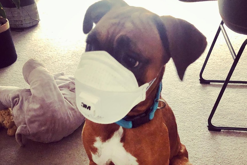 A dog wears a face mask