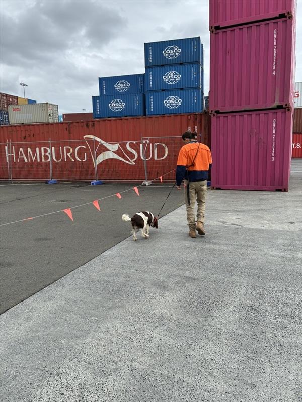 A man leading a fire ant detection dog around a Sydney logistics centre.