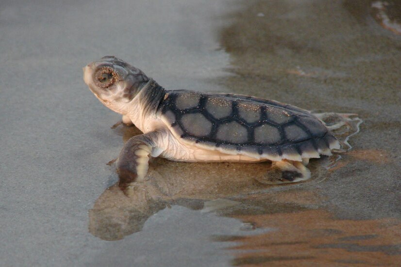 A newly hatched flatback turtle