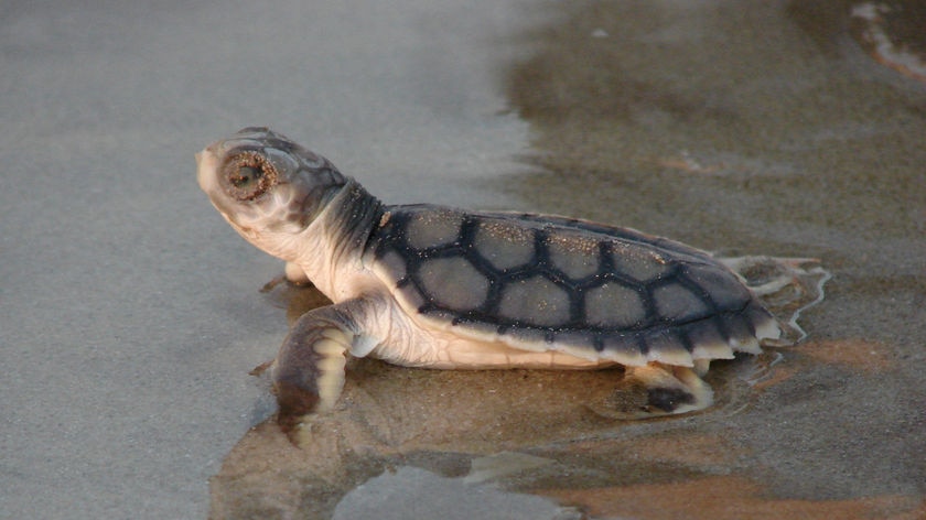 Baby flatback turtle