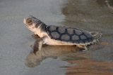 A flatback turtle hatchling approaches the water's edge as it makes its way towards the ocean.