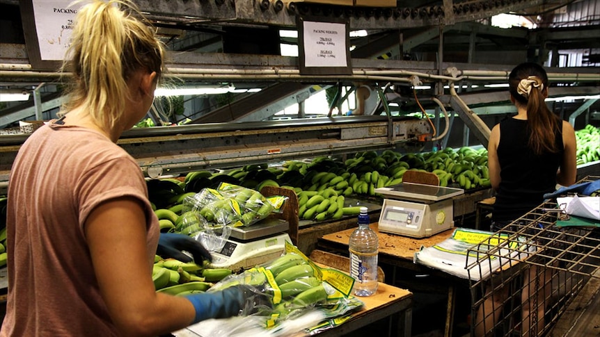 Two women pack bananas. 