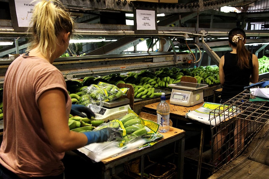 Packing at the Sweeter Banana shed in Carnarvon.