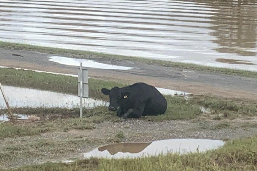 A cow lies on the ground with floodwaters around it.