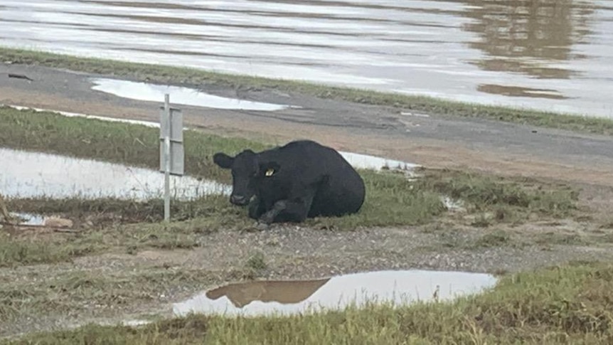 A cow lies on the ground with floodwaters around it.