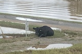A cow lies on the ground with floodwaters around it.