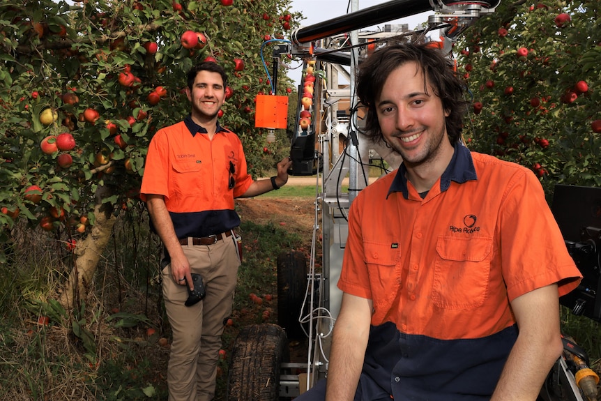 Two men in orange high-vis shirts stand next to a robot in an apple orchard.