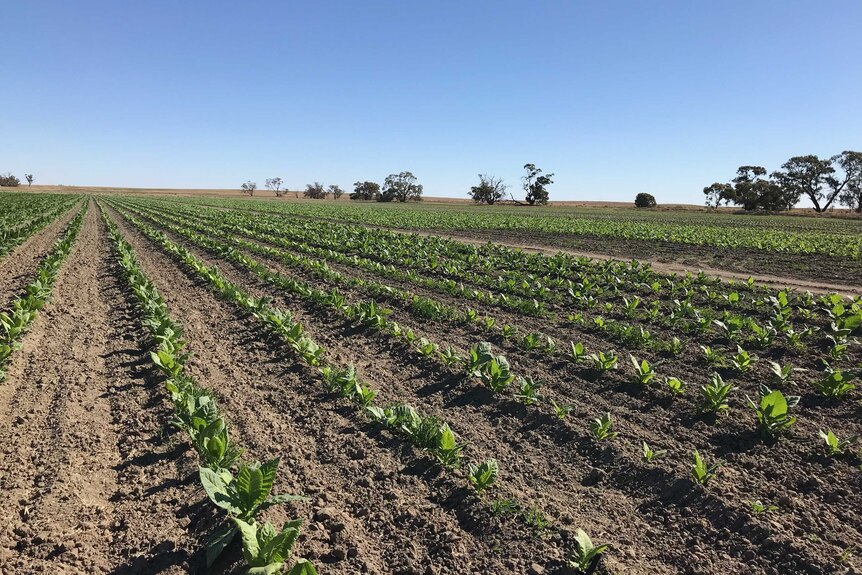 small tobacco plants growing in rows on a farm with a blue sky