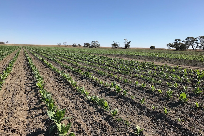 Small tobacco plants growing in rows on a farm beneath a blue sky.