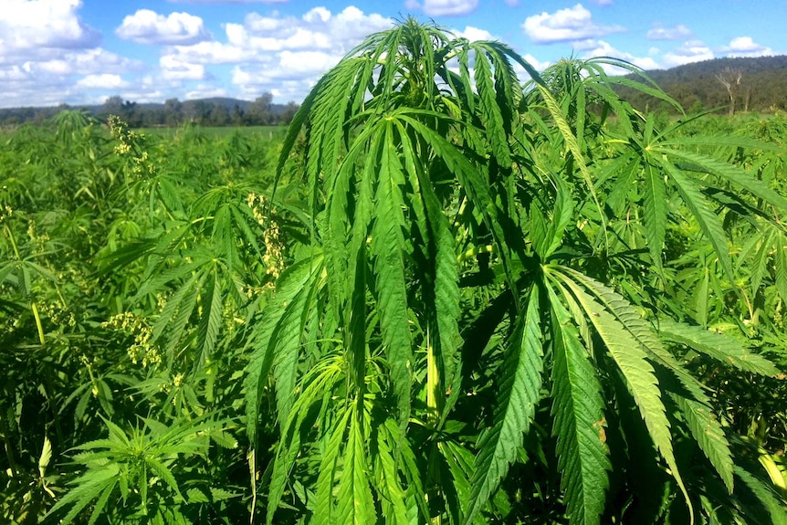A cannabis plant in grown in a field under strict conditions