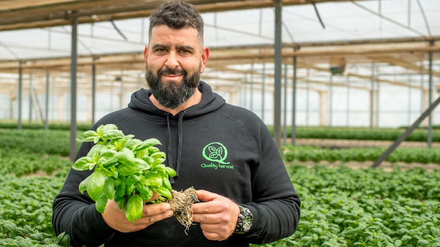 Image of a man smiling with herbs in hand.