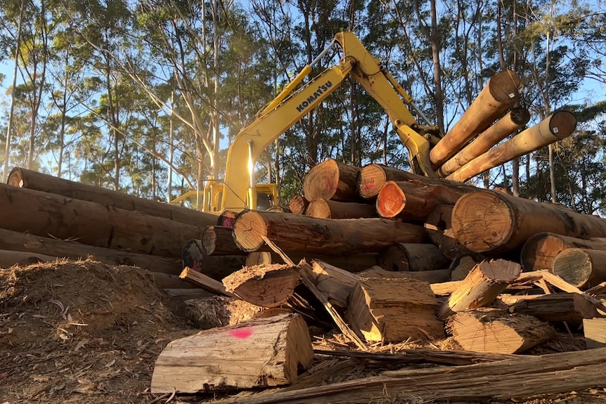A stack of freshly cut timber logs in a native forest, with heavy machinery lifting three logs out of the larger pile.
