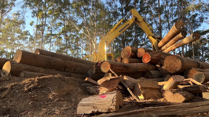 A stack of freshly cut timber logs in a native forest, with heavy machinery lifting three logs out of the larger pile.
