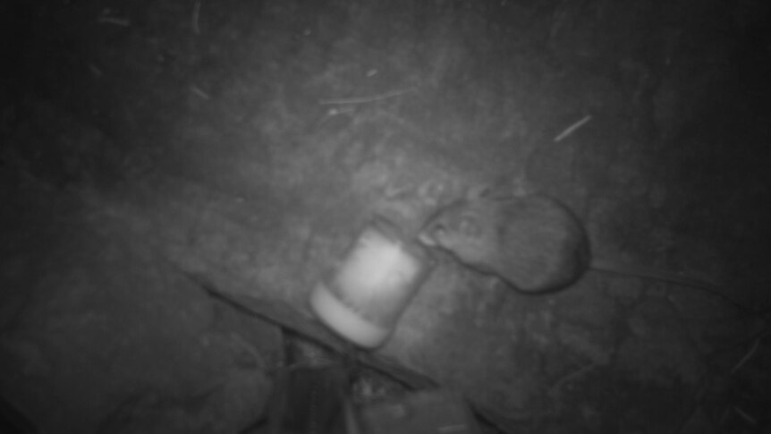 Black and white image of a rat like mammal at night