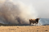 A brahman bull stands on a hill top in the Megalong Valley with smoke from fires in the background.