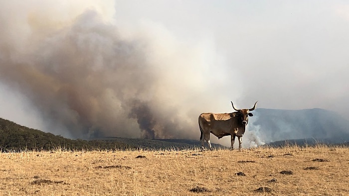 A brahman bull stands on a hill top in the Megalong Valley with smoke from fires in the background.