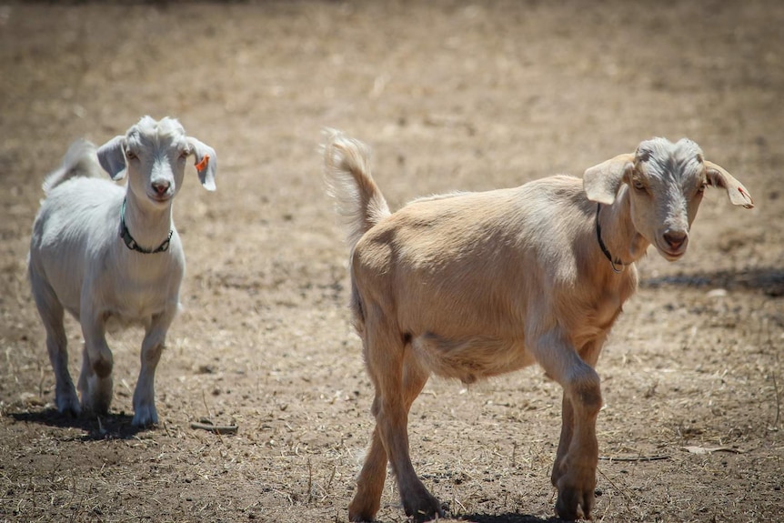Two miniature goats in a paddock