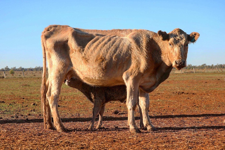 Skinny cow with suckling calf.