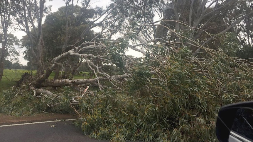 Fallen tree between Hamilton, Coleraine Victoria