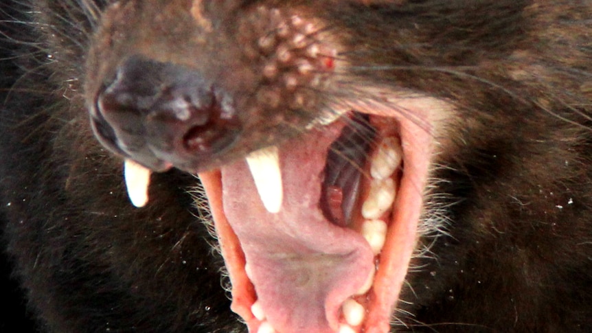 A close-up of a devil's teeth.