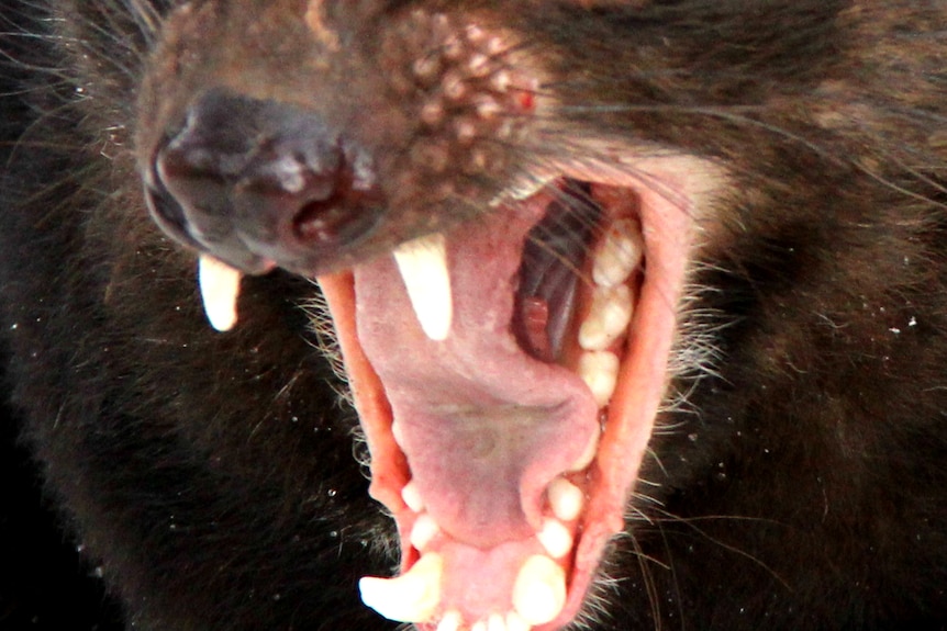 A close-up of a devil's teeth.