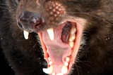 A close-up of a devil's teeth.