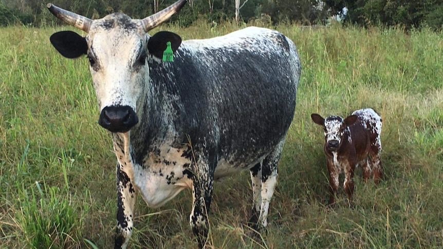 A red and white speckled calf stands beside his grey and white mother in a paddock