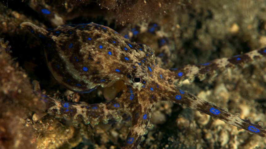 Blue-ringed octopus in SA waters