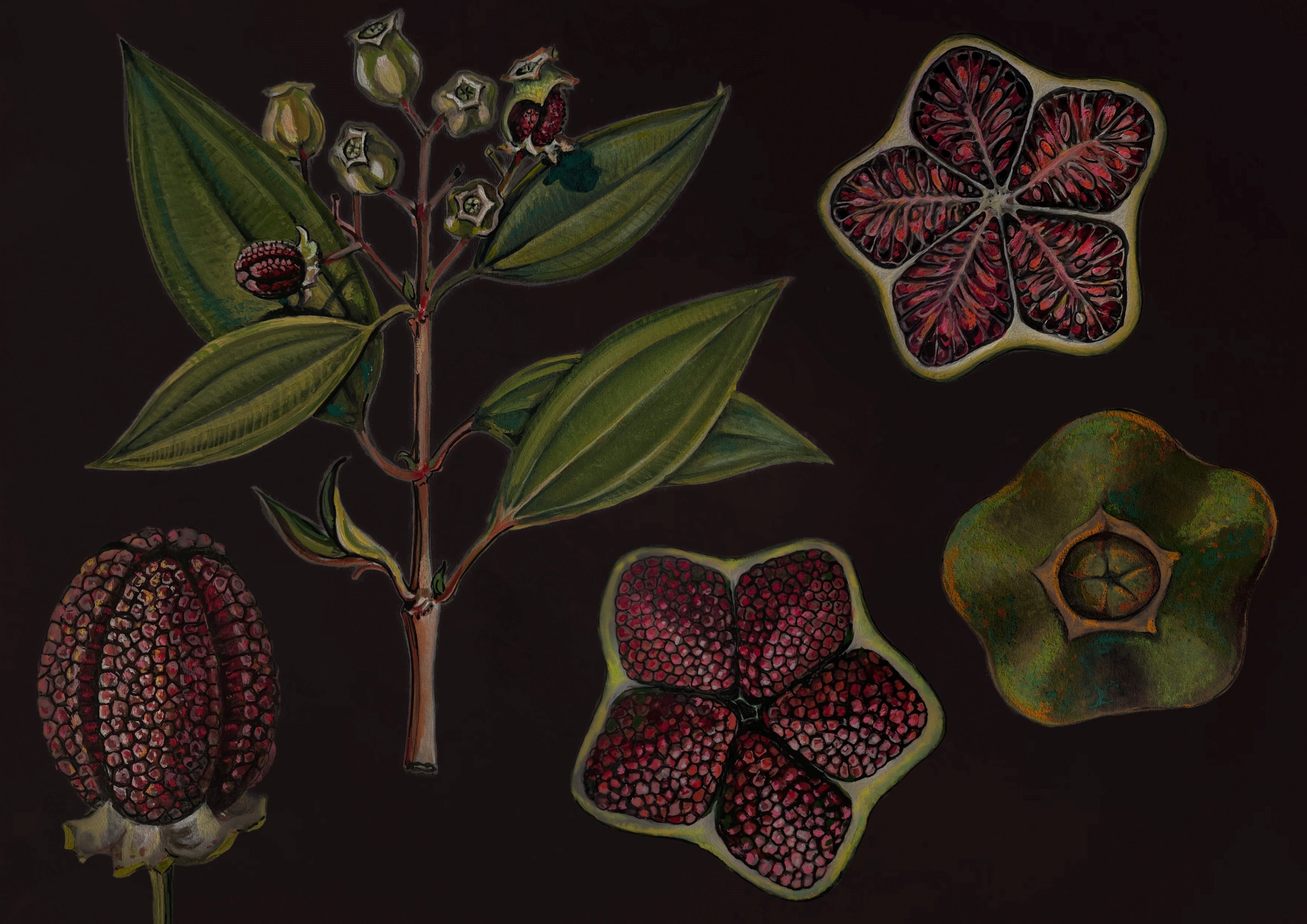 An illustration of star shaped fruit fruit and a branch on a black background