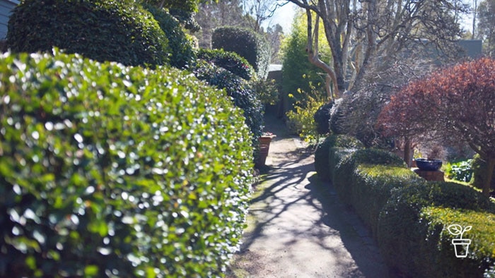 Formal garden with hedges on either side of garden path