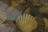 The scallop fishery is among those affected by the toxic bloom on Tasmania's east coast.