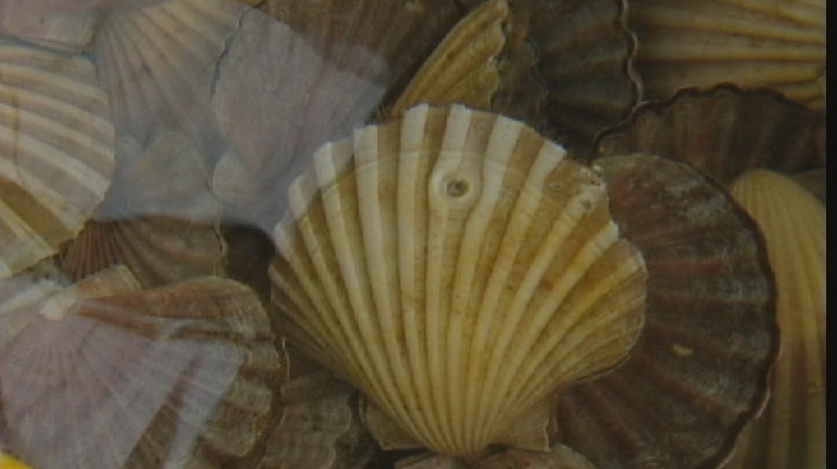 The scallop fishery is among those affected by the toxic bloom on Tasmania's east coast.