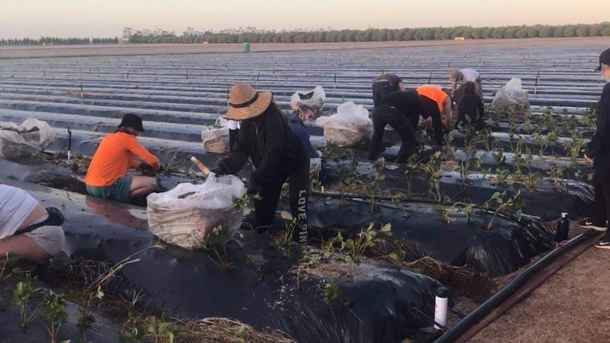 A group of farm workers planting strawberries