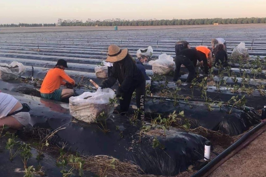 A group of farm workers planting strawberries