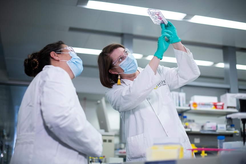 Two scientists examine something in the laboratory.