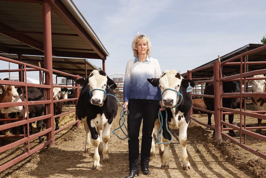 Animal scientist and biotechnologist Alison Van Eenennaam standing in a cattle yard with two young bulls on either side of her.