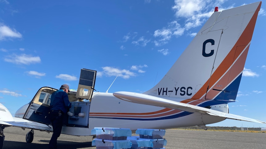 A light plane being loaded with containers of two million fruit flies.