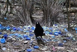 A male satin bowerbird in the middle of his carefully arranged display of blue objects at his bower.