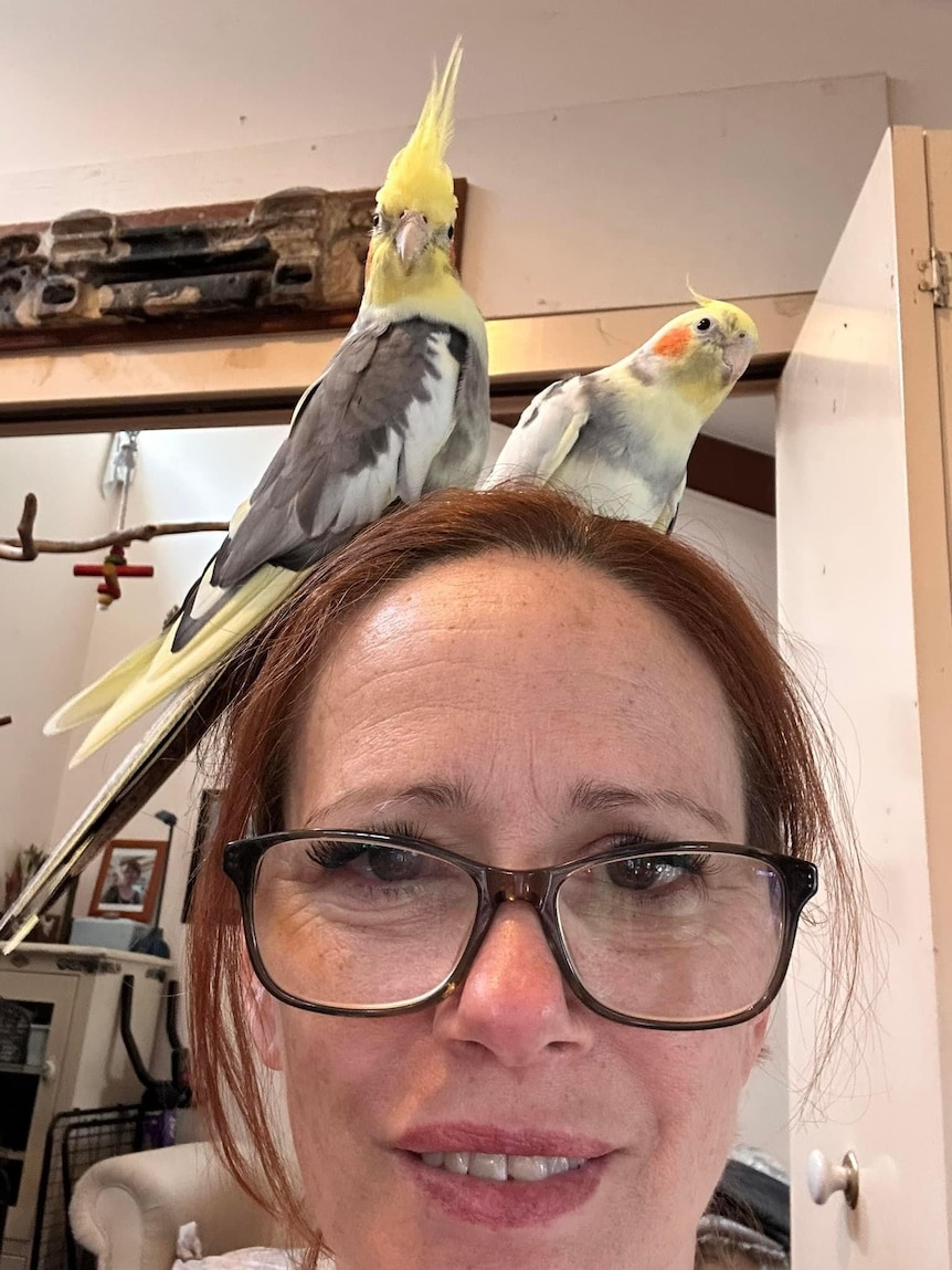 A woman with black glasses on and two cockatiel birds sitting on her head