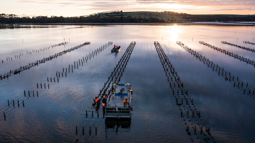 an aerial view of an oyster lease at sunset